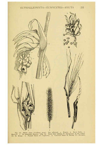 Reproducción/Reproduction 6004760547: A manual of poisonous plants Cedar Rapids, Ia. :The Torch Press,1910-11