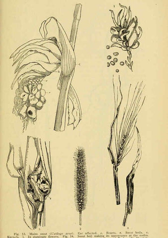 Reproducción/Reproduction 6004760547: A manual of poisonous plants Cedar Rapids, Ia. :The Torch Press,1910-11