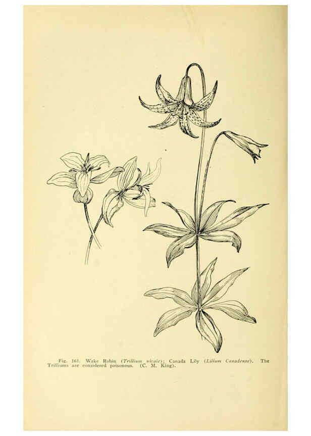 Reproducción/Reproduction 6004764525: A manual of poisonous plants Cedar Rapids, Ia. :The Torch Press,1910-11