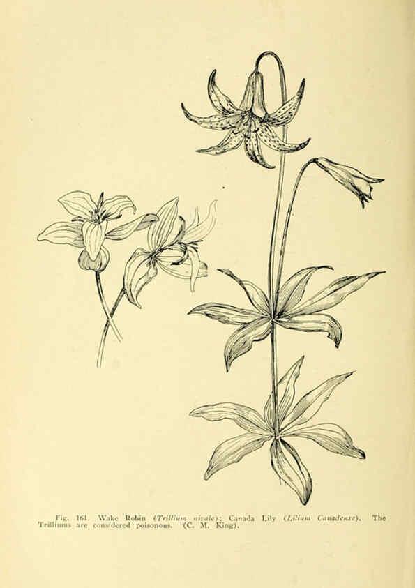 Reproducción/Reproduction 6004764525: A manual of poisonous plants Cedar Rapids, Ia. :The Torch Press,1910-11