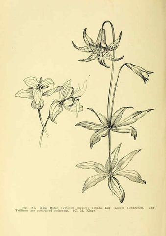 Reproducción/Reproduction 6004764525: A manual of poisonous plants Cedar Rapids, Ia. :The Torch Press,1910-11