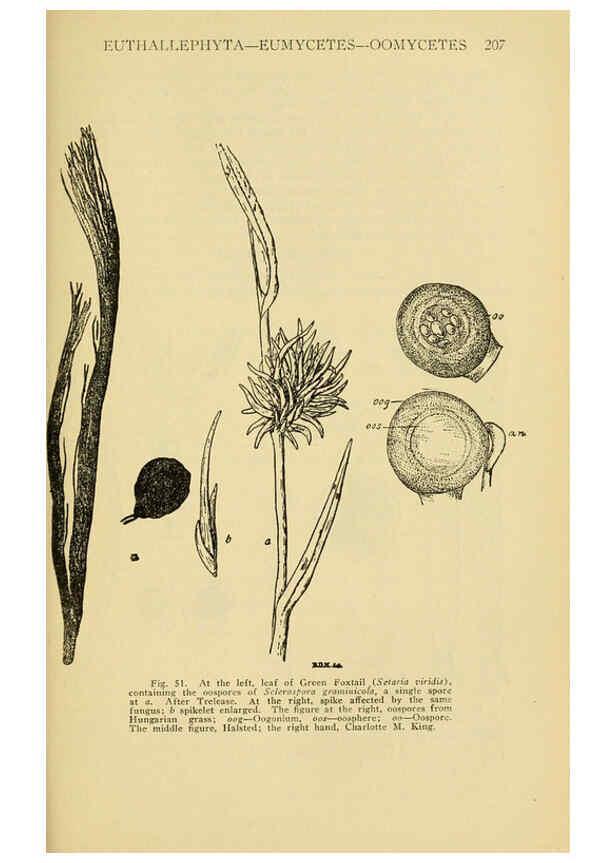 Reproducción/Reproduction 6005305884: A manual of poisonous plants Cedar Rapids, Ia. :The Torch Press,1910-11
