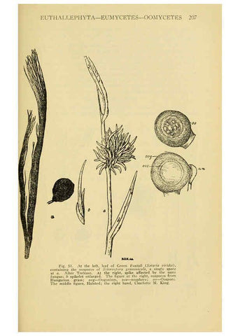 Reproducción/Reproduction 6005305884: A manual of poisonous plants Cedar Rapids, Ia. :The Torch Press,1910-11