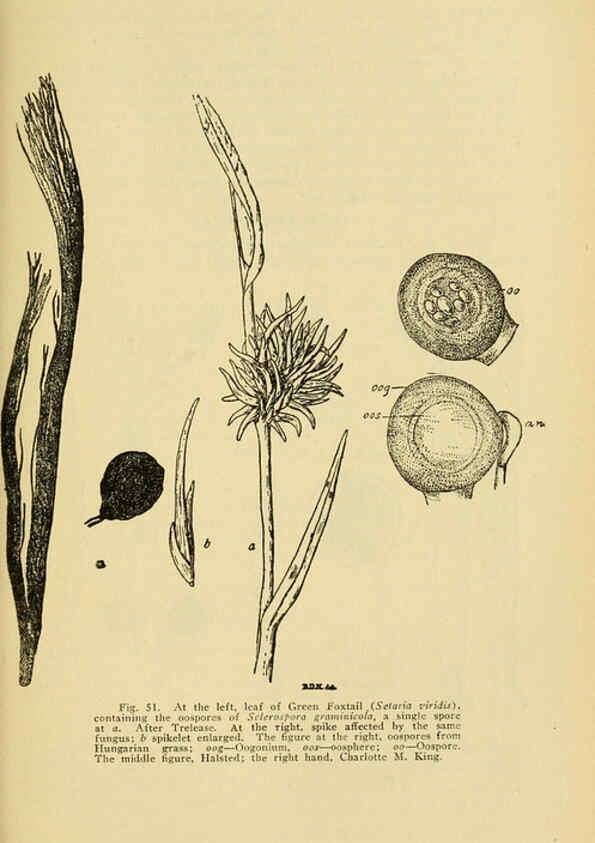 Reproducción/Reproduction 6005305884: A manual of poisonous plants Cedar Rapids, Ia. :The Torch Press,1910-11