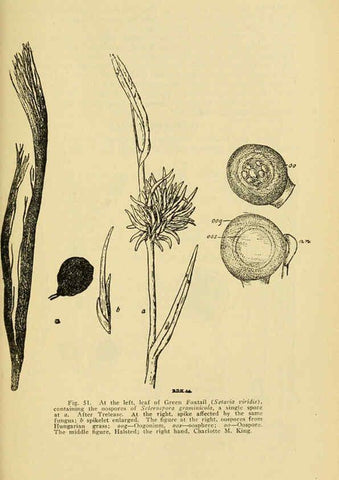 Reproducción/Reproduction 6005305884: A manual of poisonous plants Cedar Rapids, Ia. :The Torch Press,1910-11