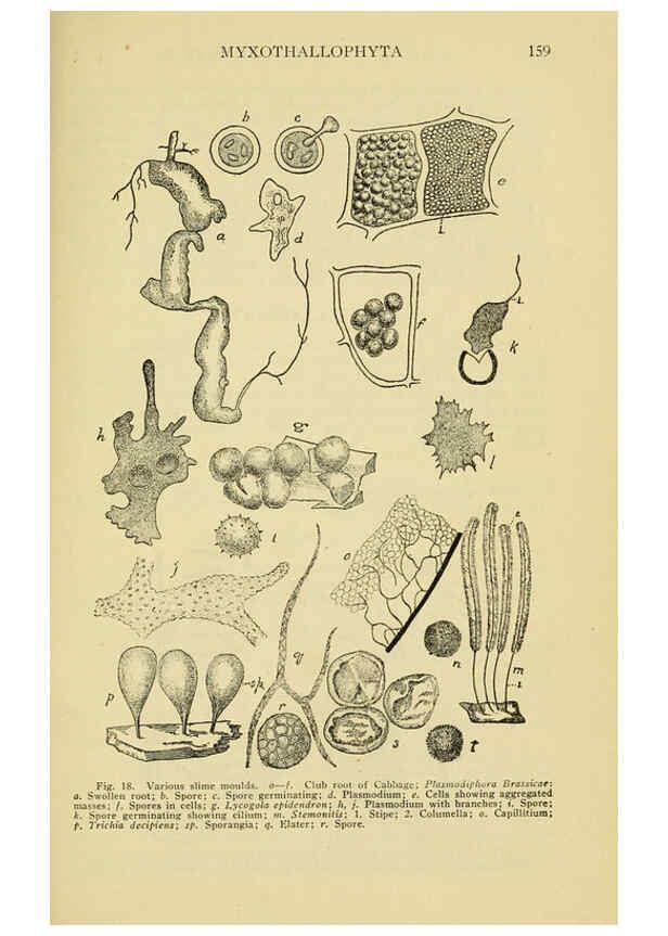 Reproducción/Reproduction 6005305428: A manual of poisonous plants Cedar Rapids, Ia. :The Torch Press,1910-11