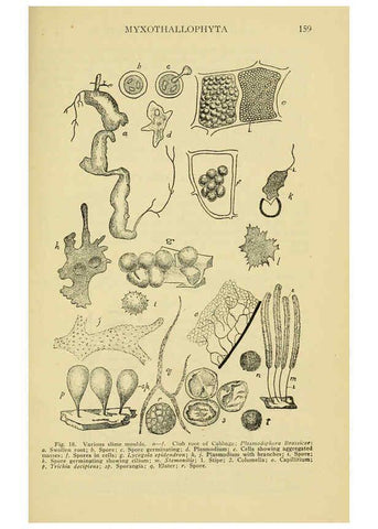 Reproducción/Reproduction 6005305428: A manual of poisonous plants Cedar Rapids, Ia. :The Torch Press,1910-11