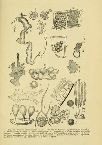 Reproducción/Reproduction 6005305428: A manual of poisonous plants Cedar Rapids, Ia. :The Torch Press,1910-11