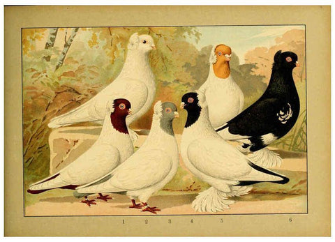 Reproducción/Reproduction 6005229820: Illustriertes Prachtwerk sämtlicher Taubenrassen Würzburg,Königl. Universitätsdruckerei H. Stürtz a.g.[1906?] 