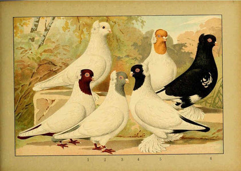 Reproducción/Reproduction 6005229820: Illustriertes Prachtwerk sämtlicher Taubenrassen Würzburg,Königl. Universitätsdruckerei H. Stürtz a.g.[1906?] 