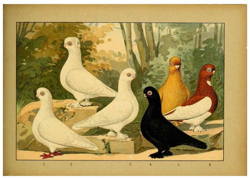 Reproducción/Reproduction 6004684129: Illustriertes Prachtwerk sämtlicher Taubenrassen Würzburg,Königl. Universitätsdruckerei H. Stürtz a.g.[1906?] 