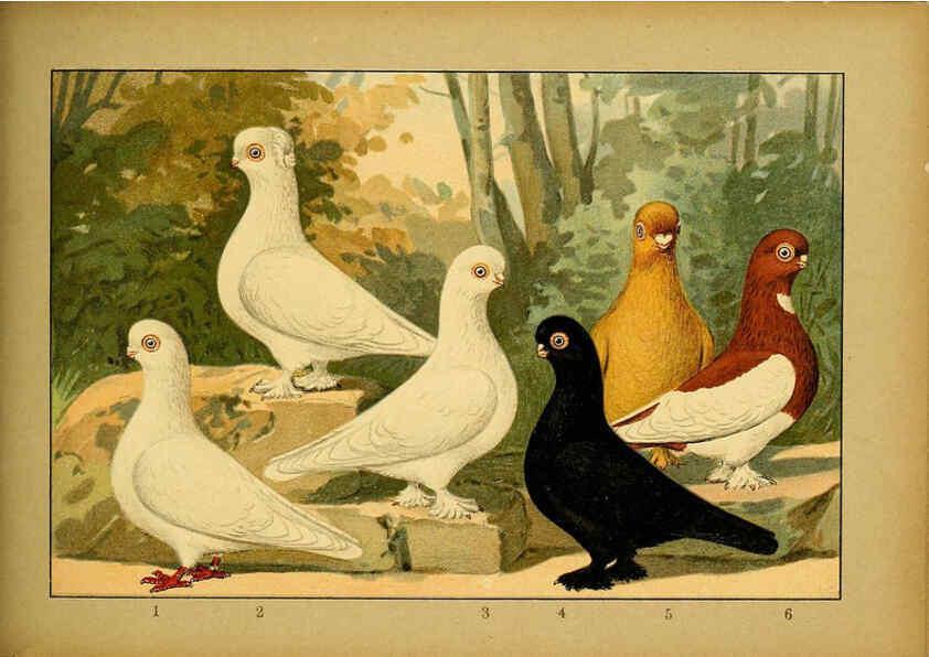 Reproducción/Reproduction 6004684129: Illustriertes Prachtwerk sämtlicher Taubenrassen Würzburg,Königl. Universitätsdruckerei H. Stürtz a.g.[1906?] 