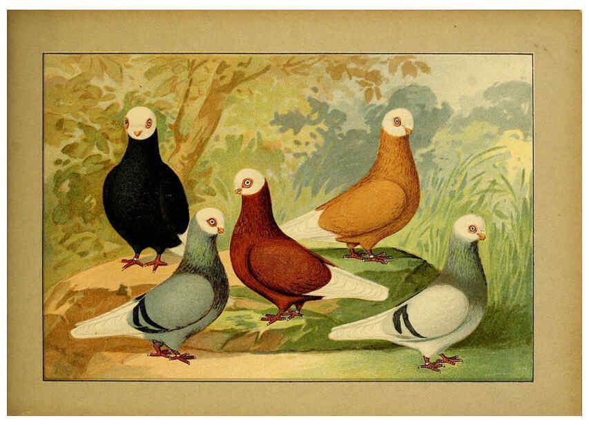 Reproducción/Reproduction 6004684265: Illustriertes Prachtwerk sämtlicher Taubenrassen Würzburg,Königl. Universitätsdruckerei H. Stürtz a.g.[1906?] 