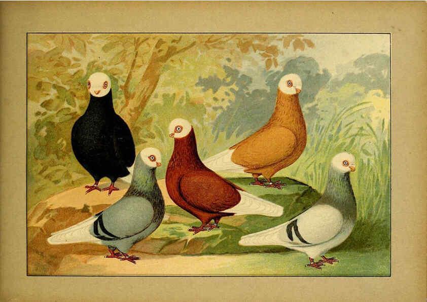 Reproducción/Reproduction 6004684265: Illustriertes Prachtwerk sämtlicher Taubenrassen Würzburg,Königl. Universitätsdruckerei H. Stürtz a.g.[1906?] 