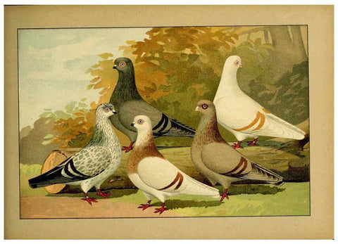 Reproducción/Reproduction 6005230254: Illustriertes Prachtwerk sämtlicher Taubenrassen Würzburg,Königl. Universitätsdruckerei H. Stürtz a.g.[1906?] 