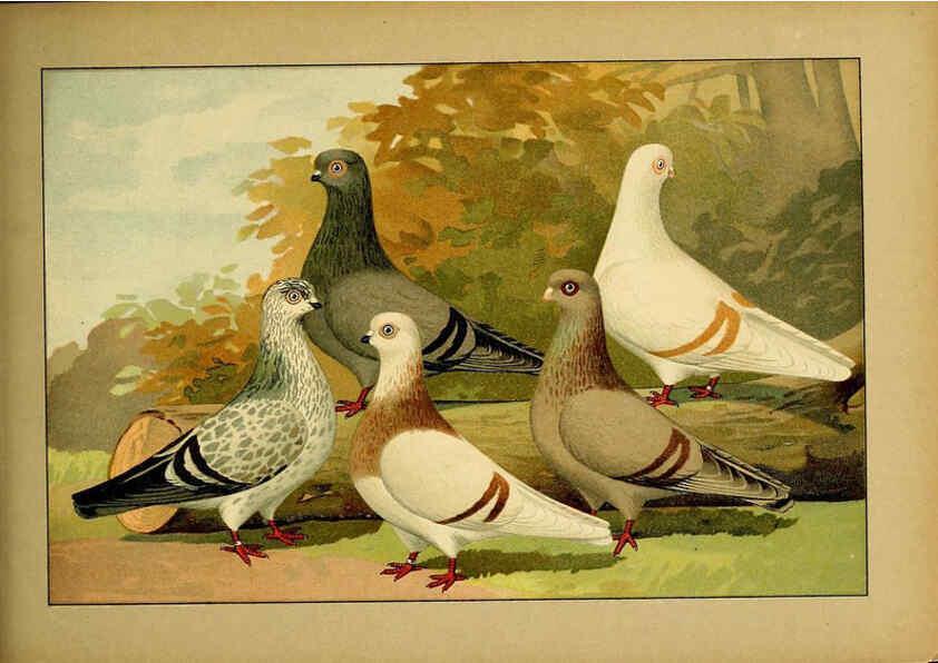 Reproducción/Reproduction 6005230254: Illustriertes Prachtwerk sämtlicher Taubenrassen Würzburg,Königl. Universitätsdruckerei H. Stürtz a.g.[1906?] 