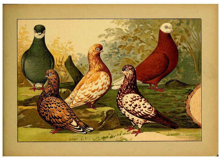Reproducción/Reproduction 6005230420: Illustriertes Prachtwerk sämtlicher Taubenrassen Würzburg,Königl. Universitätsdruckerei H. Stürtz a.g.[1906?] 