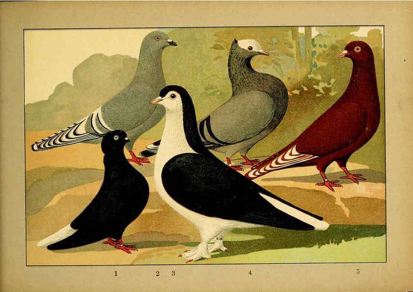 Reproducción/Reproduction 6005230580: Illustriertes Prachtwerk sämtlicher Taubenrassen Würzburg,Königl. Universitätsdruckerei H. Stürtz a.g.[1906?] 