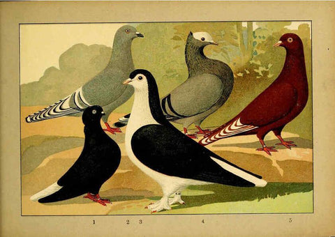 Reproducción/Reproduction 6005230580: Illustriertes Prachtwerk sämtlicher Taubenrassen Würzburg,Königl. Universitätsdruckerei H. Stürtz a.g.[1906?] 