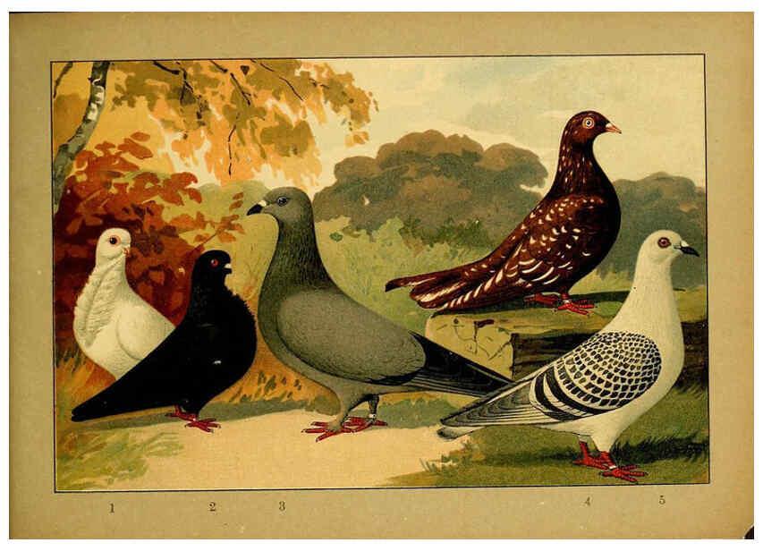 Reproducción/Reproduction 6004684825: Illustriertes Prachtwerk sämtlicher Taubenrassen Würzburg,Königl. Universitätsdruckerei H. Stürtz a.g.[1906?] 