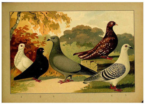 Reproducción/Reproduction 6004684825: Illustriertes Prachtwerk sämtlicher Taubenrassen Würzburg,Königl. Universitätsdruckerei H. Stürtz a.g.[1906?] 