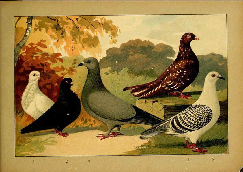 Reproducción/Reproduction 6004684825: Illustriertes Prachtwerk sämtlicher Taubenrassen Würzburg,Königl. Universitätsdruckerei H. Stürtz a.g.[1906?] 