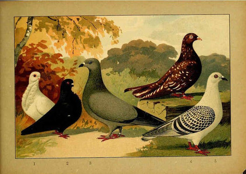 Reproducción/Reproduction 6004684825: Illustriertes Prachtwerk sämtlicher Taubenrassen Würzburg,Königl. Universitätsdruckerei H. Stürtz a.g.[1906?] 