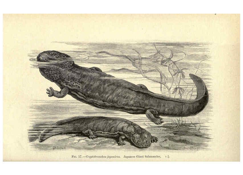 Reproducción/Reproduction 6005258726: Amphibia and reptiles London,Macmillan and co., limited,1901