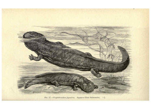 Reproducción/Reproduction 6005258726: Amphibia and reptiles London,Macmillan and co., limited,1901