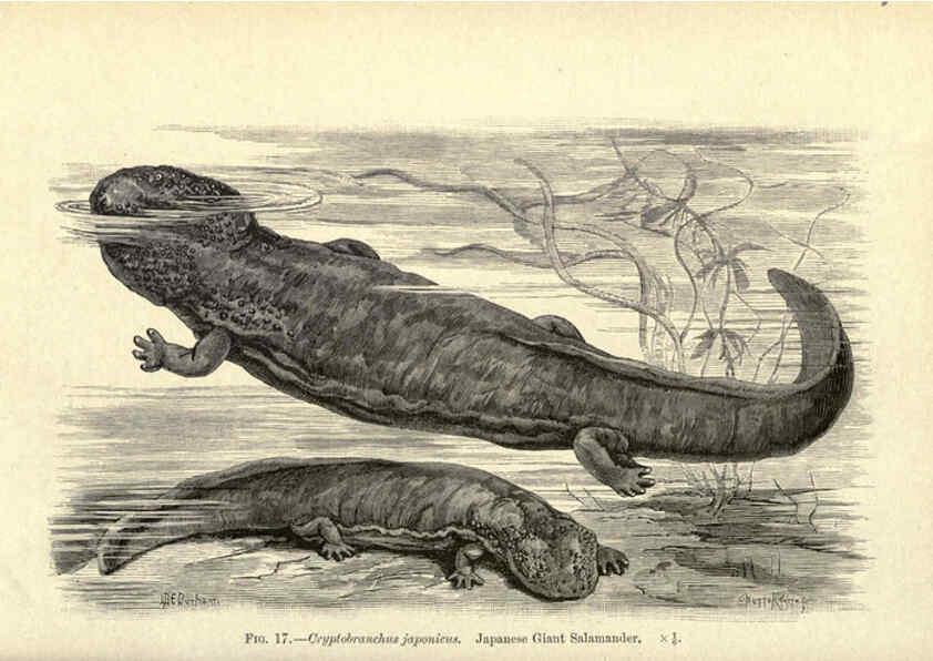 Reproducción/Reproduction 6005258726: Amphibia and reptiles London,Macmillan and co., limited,1901