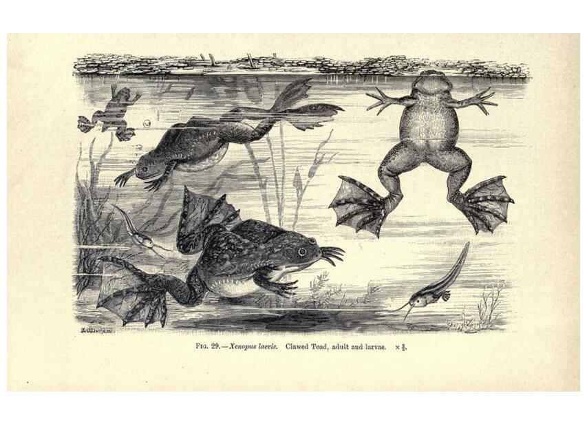 Reproducción/Reproduction 6004712931: Amphibia and reptiles London,Macmillan and co., limited,1901