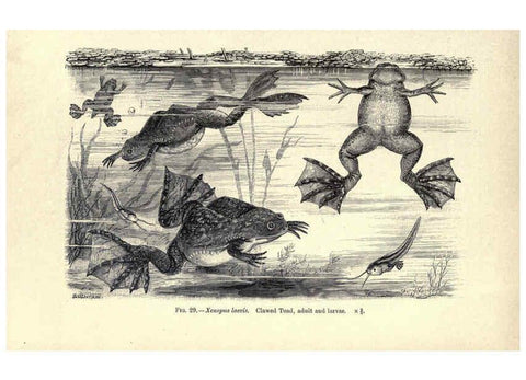 Reproducción/Reproduction 6004712931: Amphibia and reptiles London,Macmillan and co., limited,1901