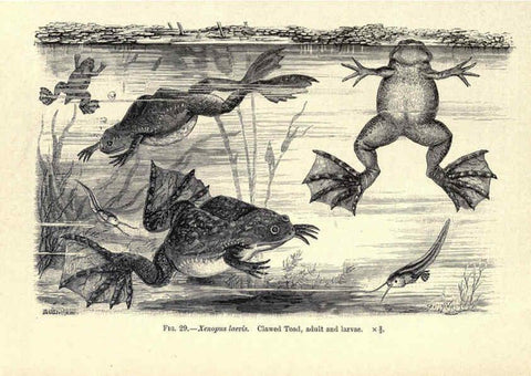 Reproducción/Reproduction 6004712931: Amphibia and reptiles London,Macmillan and co., limited,1901
