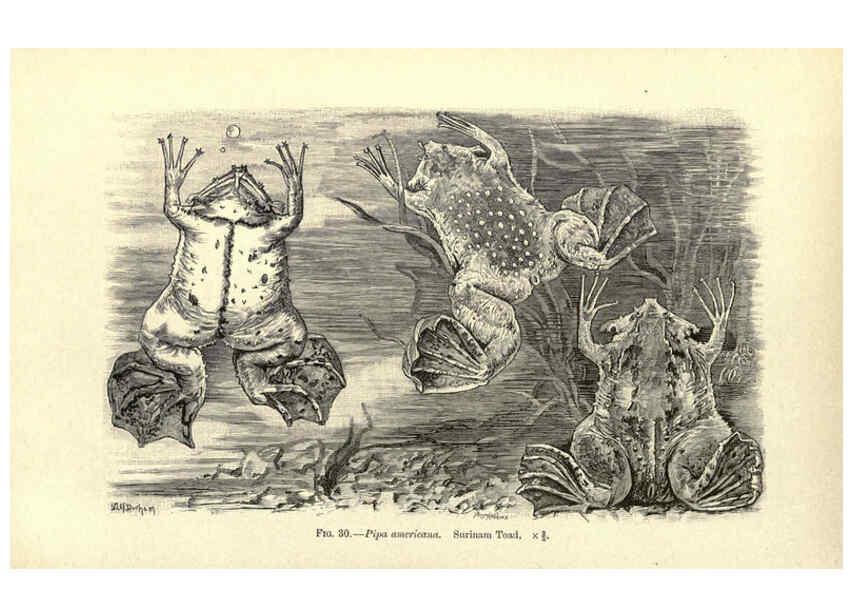 Reproducción/Reproduction 6004713075: Amphibia and reptiles London,Macmillan and co., limited,1901