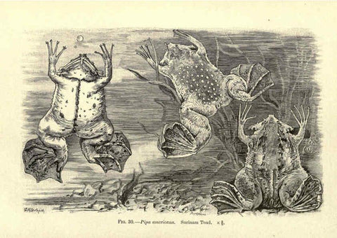 Reproducción/Reproduction 6004713075: Amphibia and reptiles London,Macmillan and co., limited,1901