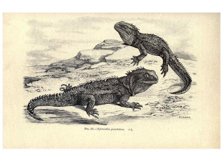 Reproducción/Reproduction 6004713281: Amphibia and reptiles London,Macmillan and co., limited,1901
