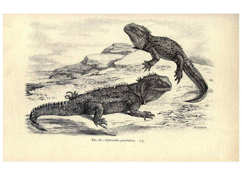 Reproducción/Reproduction 6004713281: Amphibia and reptiles London,Macmillan and co., limited,1901