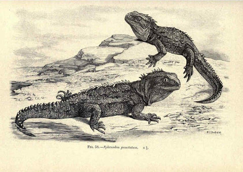 Reproducción/Reproduction 6004713281: Amphibia and reptiles London,Macmillan and co., limited,1901