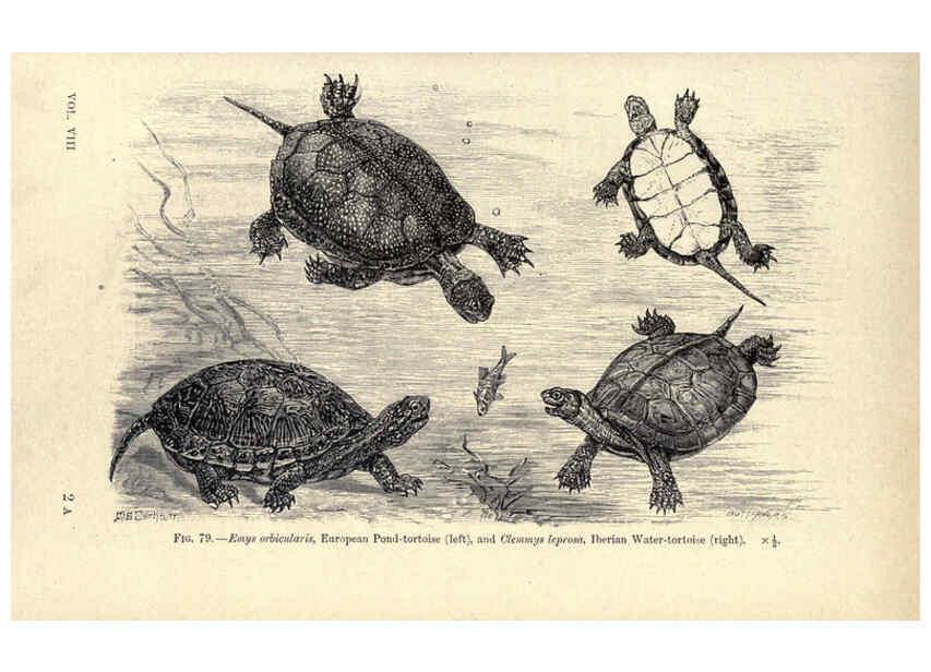 Reproducción/Reproduction 6004713417: Amphibia and reptiles London,Macmillan and co., limited,1901