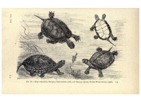 Reproducción/Reproduction 6004713417: Amphibia and reptiles London,Macmillan and co., limited,1901