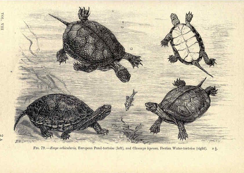 Reproducción/Reproduction 6004713417: Amphibia and reptiles London,Macmillan and co., limited,1901