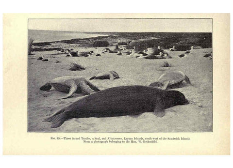 Reproducción/Reproduction 6004713637: Amphibia and reptiles London,Macmillan and co., limited,1901