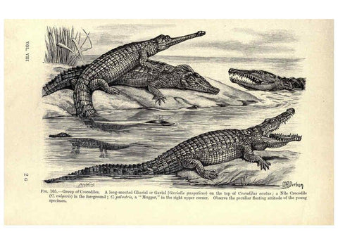 Reproducción/Reproduction 6005259664: Amphibia and reptiles London,Macmillan and co., limited,1901