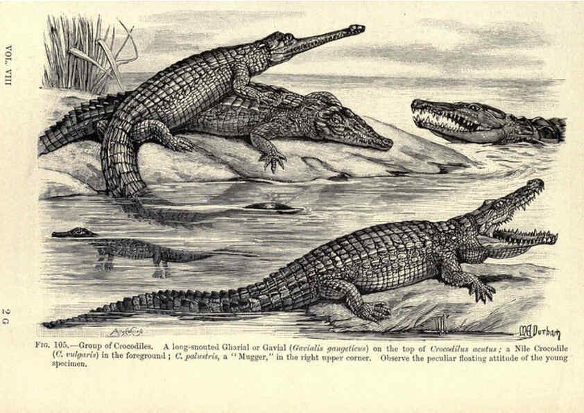 Reproducción/Reproduction 6005259664: Amphibia and reptiles London,Macmillan and co., limited,1901