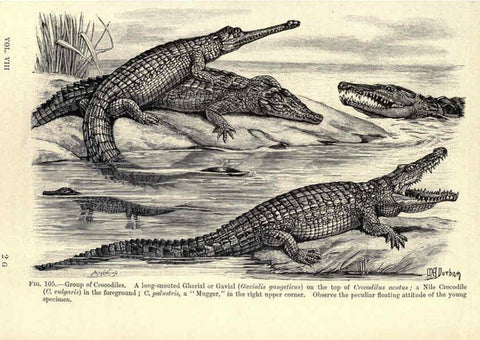 Reproducción/Reproduction 6005259664: Amphibia and reptiles London,Macmillan and co., limited,1901