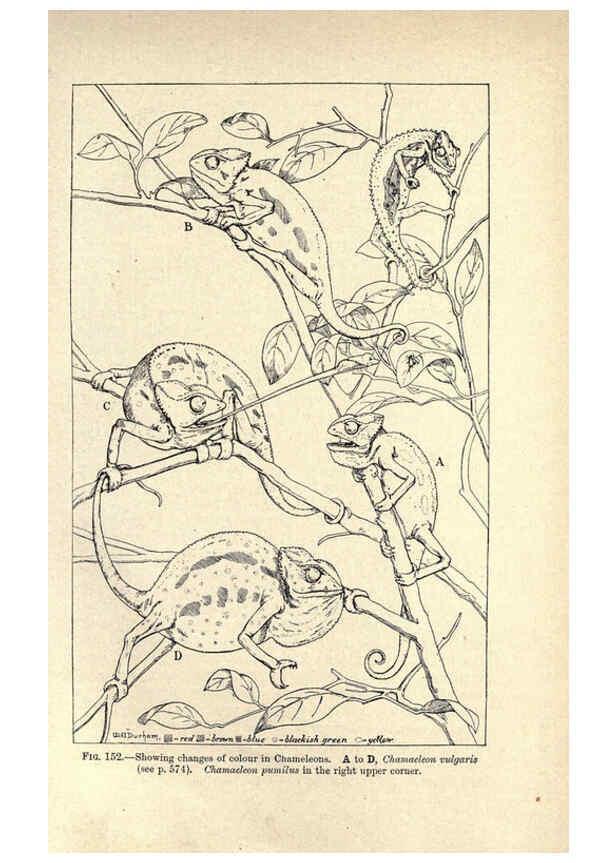 Reproducción/Reproduction 6004713915: Amphibia and reptiles London,Macmillan and co., limited,1901