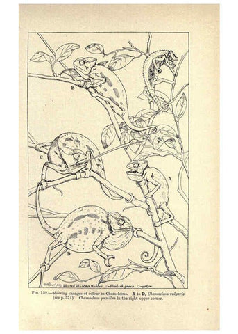 Reproducción/Reproduction 6004713915: Amphibia and reptiles London,Macmillan and co., limited,1901