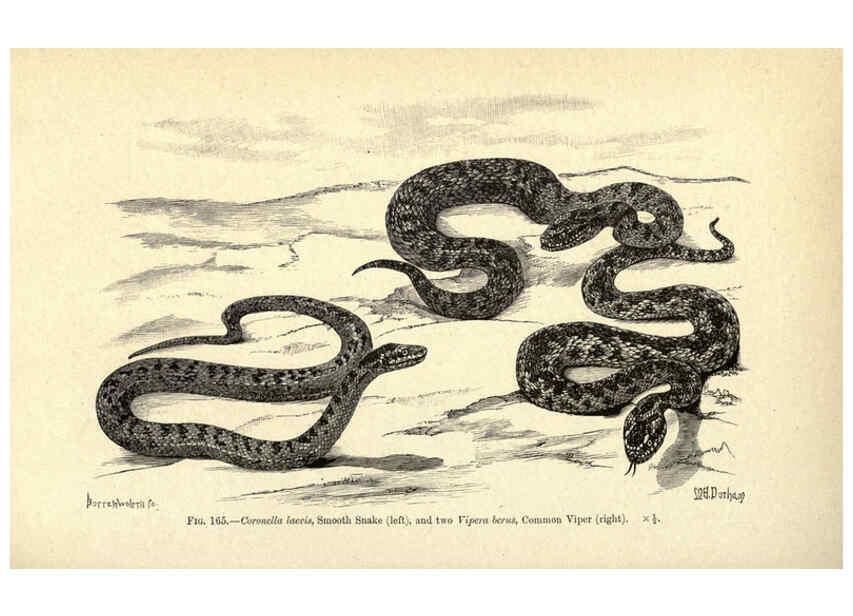 Reproducción/Reproduction 6005259938: Amphibia and reptiles London,Macmillan and co., limited,1901