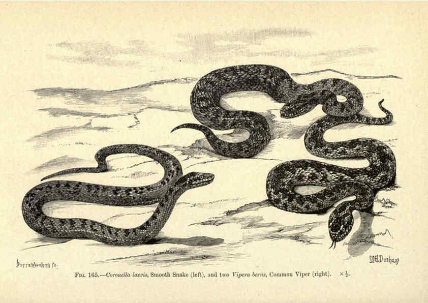 Reproducción/Reproduction 6005259938: Amphibia and reptiles London,Macmillan and co., limited,1901