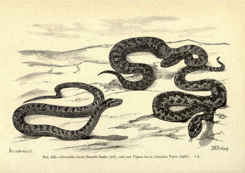 Reproducción/Reproduction 6005259938: Amphibia and reptiles London,Macmillan and co., limited,1901